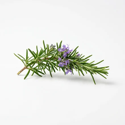 Fresh rosemary sprig with small purple flowers